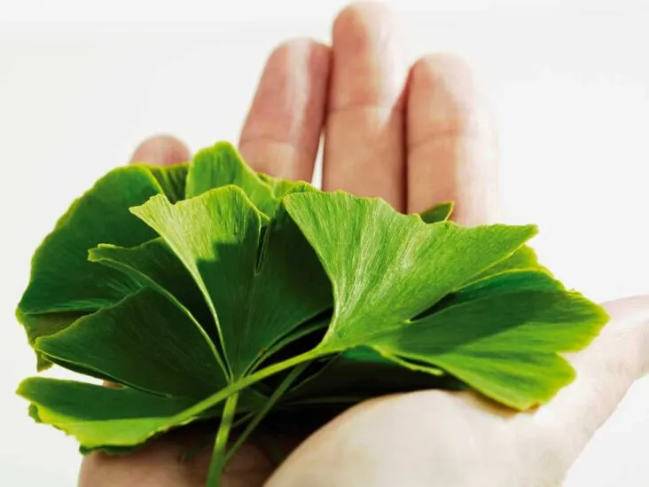 Ginkgo Biloba 2000 hỗ trợ cải thiện trí nhớ