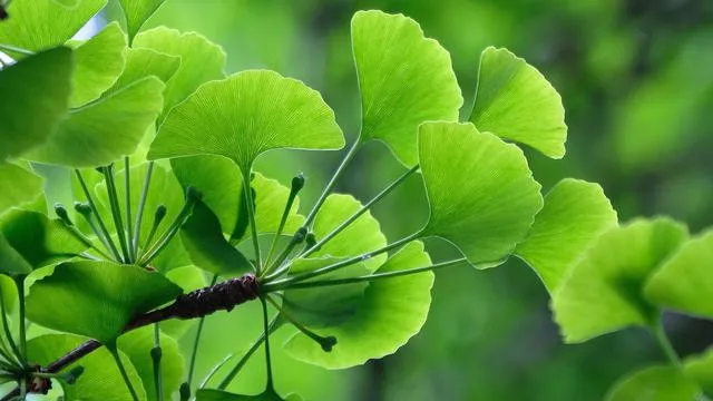 Ginkgo Biloba có nguồn gốc từ Trung Quốc