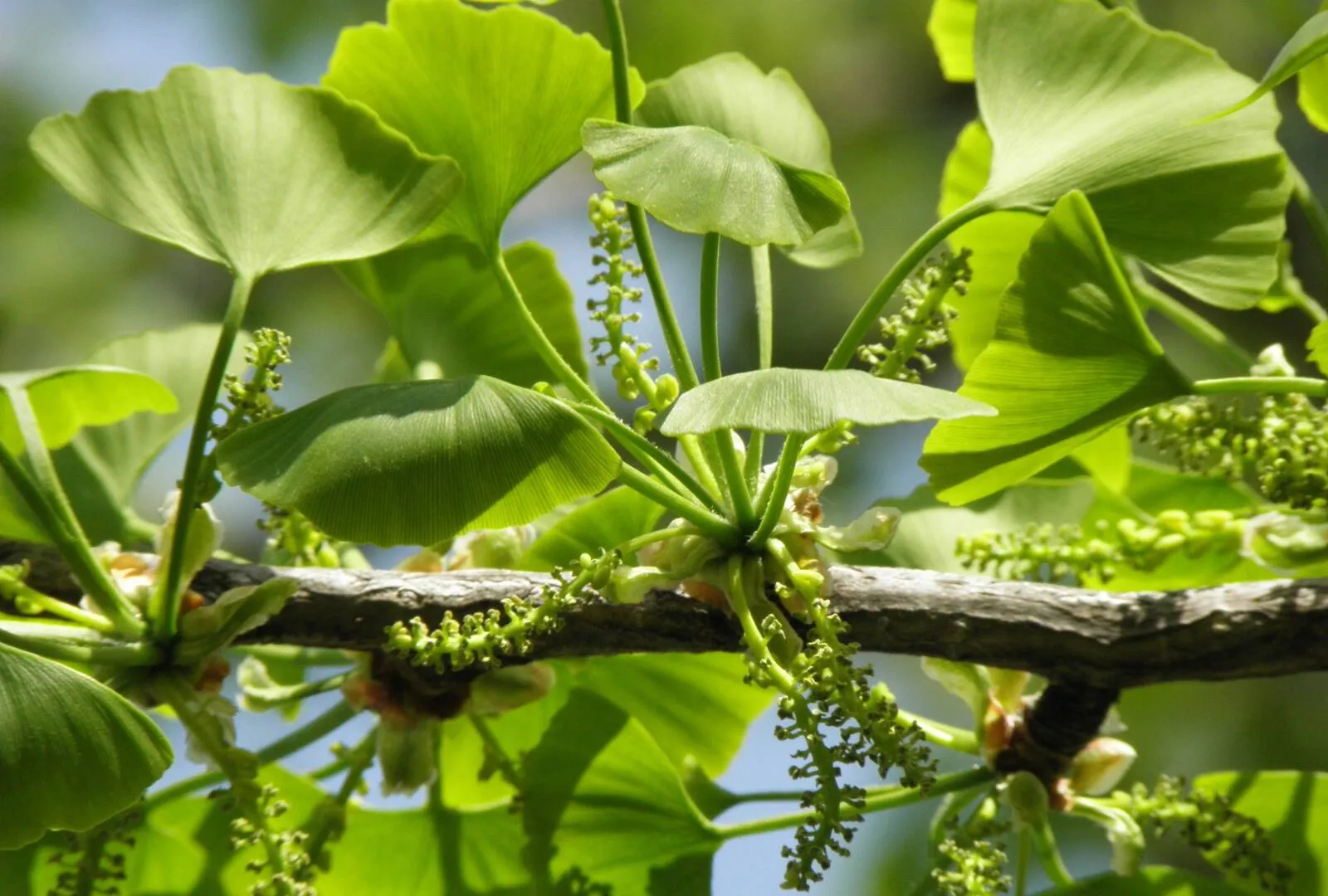 Ginkgo Biloba hoạt chất cần thiết cho trí não