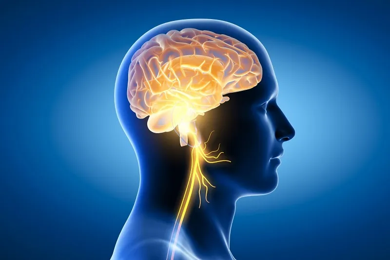 DHA là thành phần cấu trúc chính của não