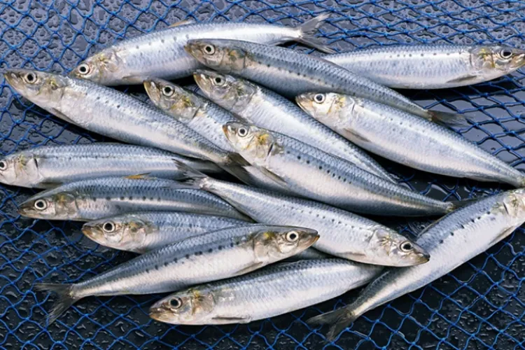 Mặc dù là loại cá nhỏ, nhưng trong cá mòi lại rất giàu omega 3