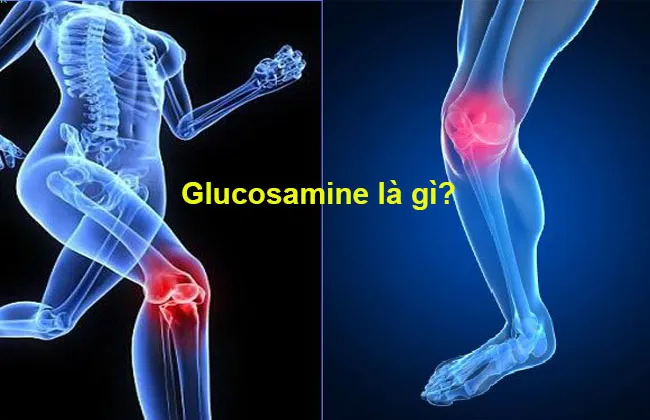 Glucosamine 1500mg tham gia vào quá trình cấu tạo và tái tạo sụn khớp