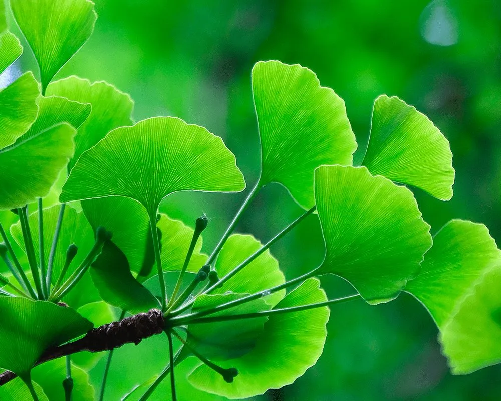 bo nao Ginkgo Biloba 4-Austar-pharma