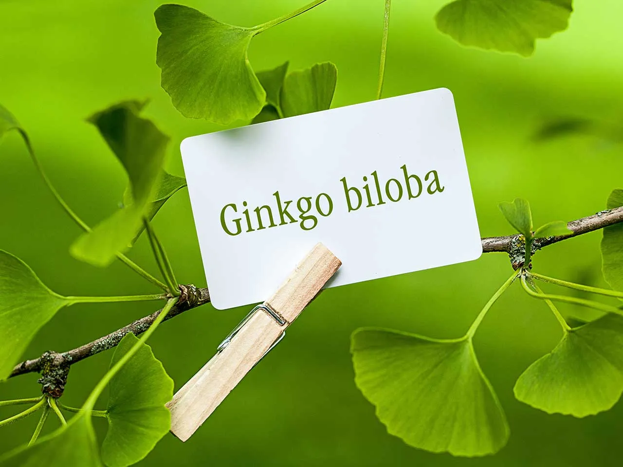ginkgo Biloba 2-Austar-pharma