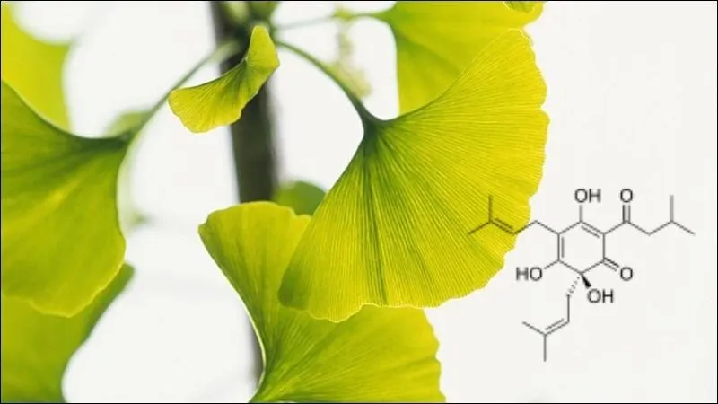 ginkgo biloba uc 1-Austar-pharma