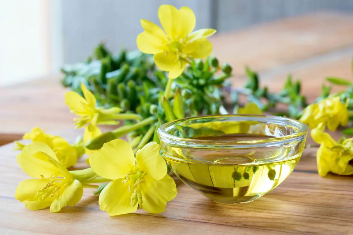 Hoa anh thảo được sử dụng để điều trị nhiều vấn đề sức khỏe khác nhau