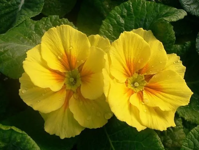 tinh dau evening primrose oil 1-Austar-pharma