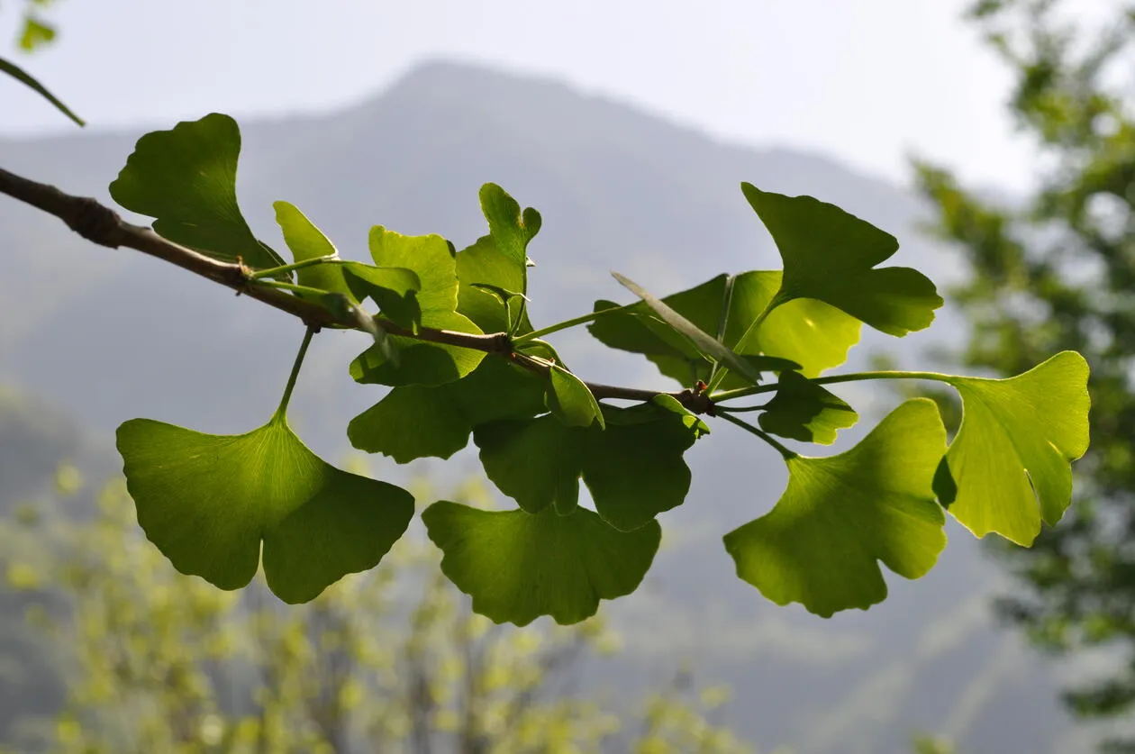 Ginkgo Biloba hỗ trợ tăng cường sức khỏe não bộ
